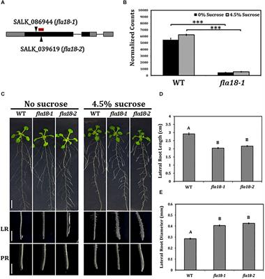 FASCICLIN-LIKE 18 Is a New Player Regulating Root Elongation in Arabidopsis thaliana